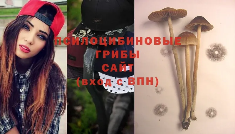 дарнет шоп  Кашира  Псилоцибиновые грибы MAGIC MUSHROOMS 